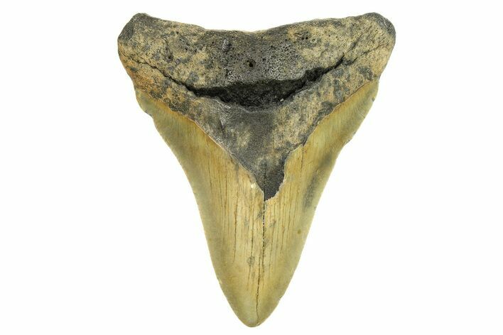 Fossil Megalodon Tooth - North Carolina #298840